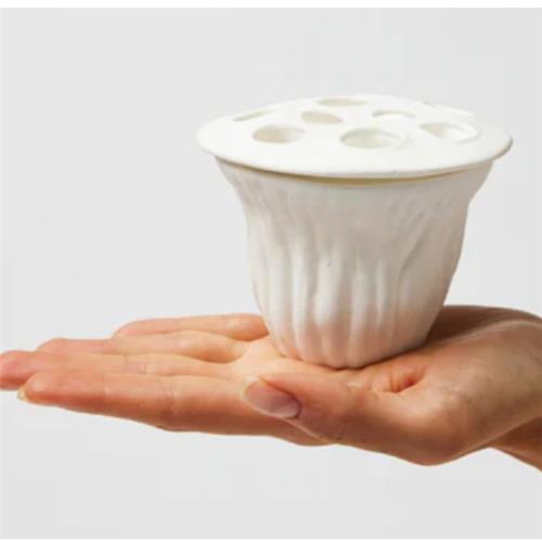 Lotus Seed Pod Vase