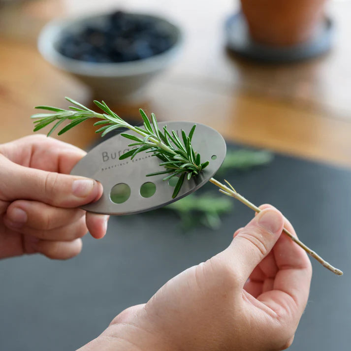 Bespoke Plants - Asteraceae Herb Set