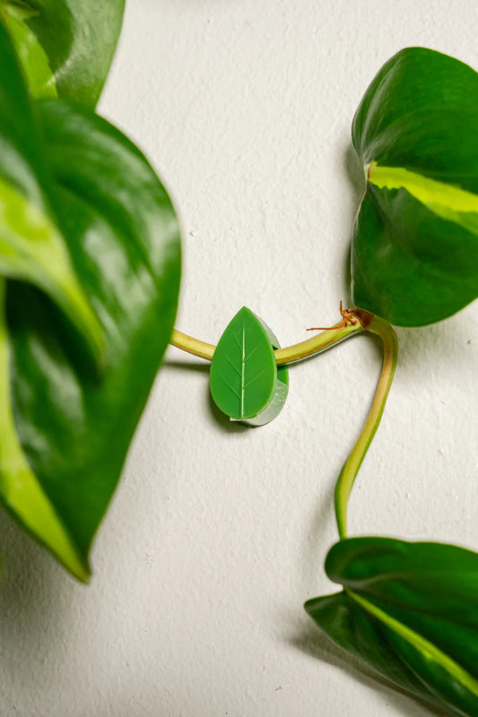 Bespoke Plants - Plant Wall Clips