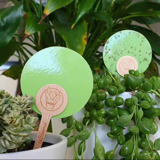 Bespoke Plants - Green Plant Traps