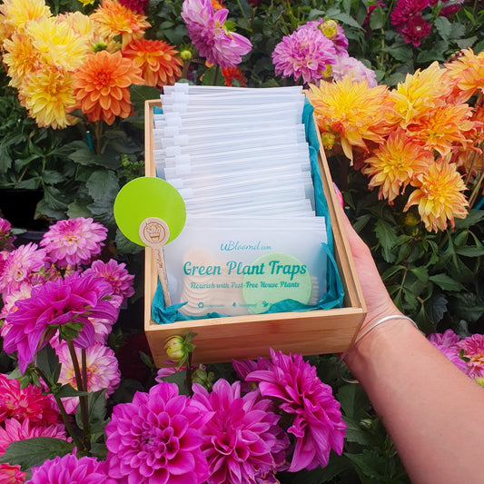 Bespoke Plants - Green Plant Traps