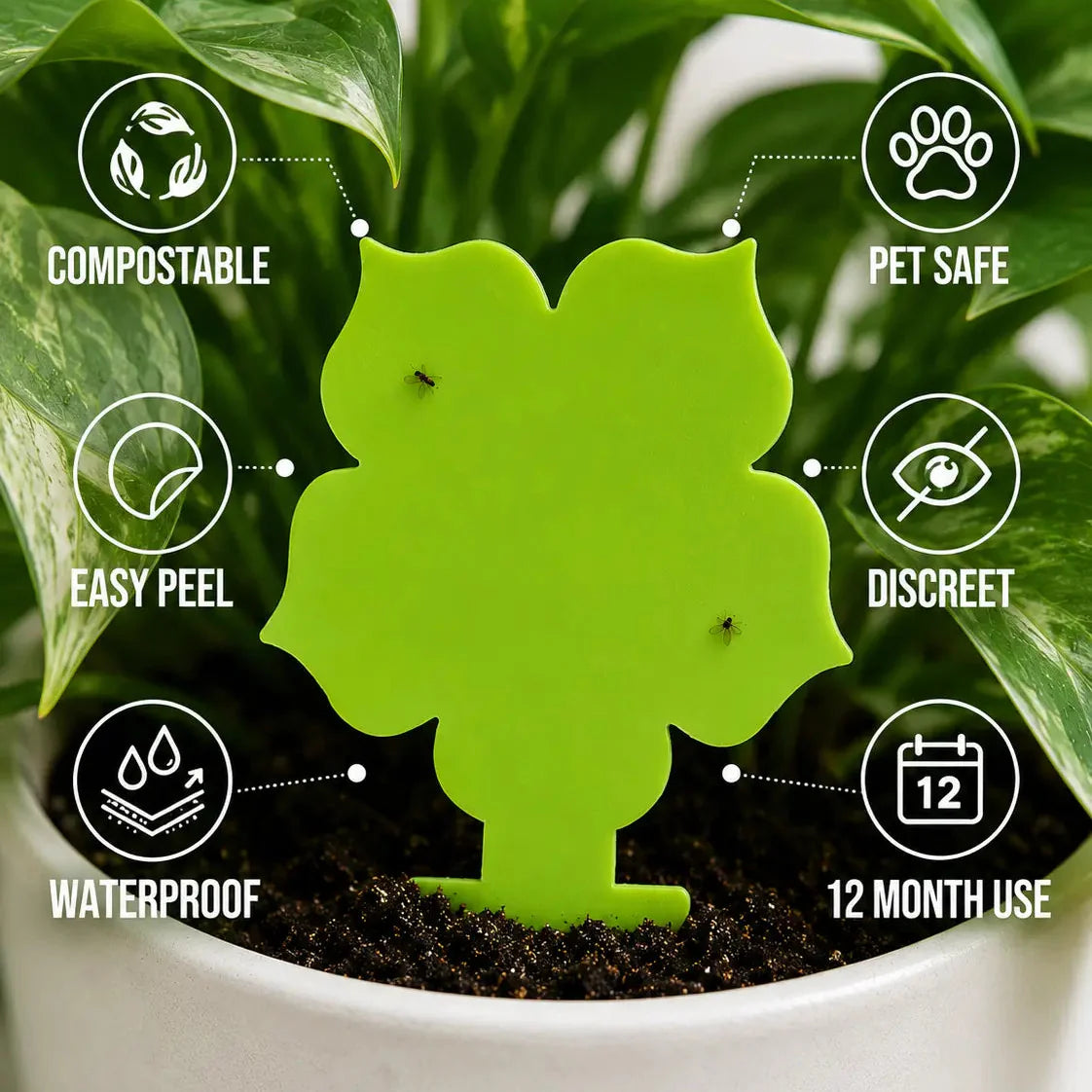 Bespoke Plants - Gnat Traps