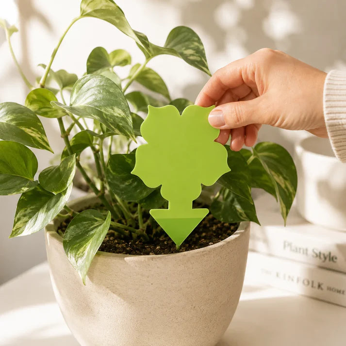 Bespoke Plants - Gnat Traps